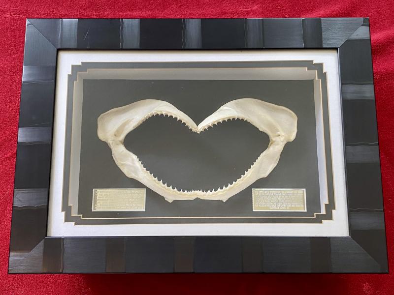 Impressive Framed Display of a Bull Shark’s Jaws and Teeth