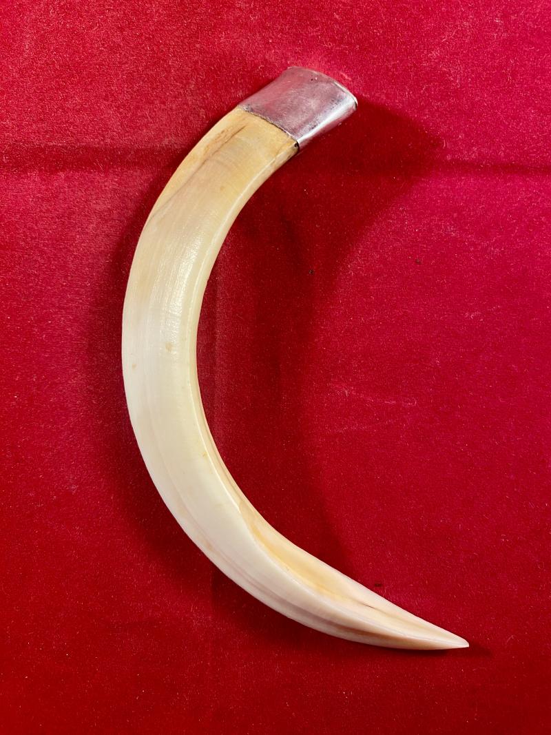 Impressive Vintage South African 5” Boar’s Tusk