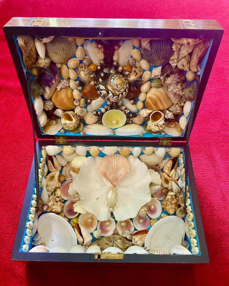 Stunning Antique Victorian Walnut Veneer Box with Marquetry Banding Containing a Beautiful Display of Sea Shells