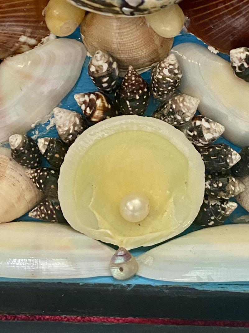 Stunning Antique Victorian Walnut Veneer Box with Marquetry Banding Containing a Beautiful Display of Sea Shells