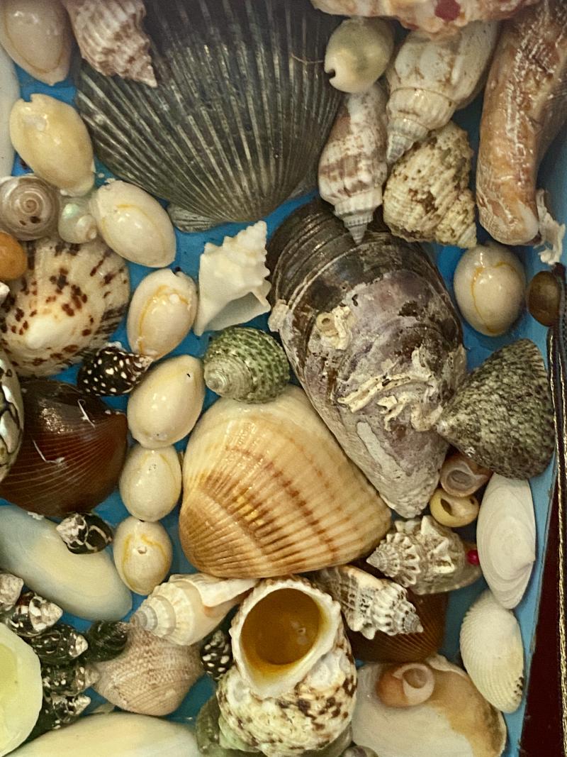 Stunning Antique Victorian Walnut Veneer Box with Marquetry Banding Containing a Beautiful Display of Sea Shells