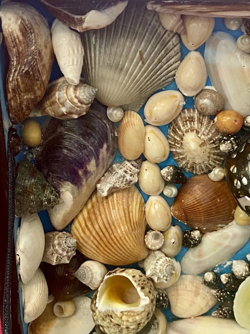 Stunning Antique Victorian Walnut Veneer Box with Marquetry Banding Containing a Beautiful Display of Sea Shells