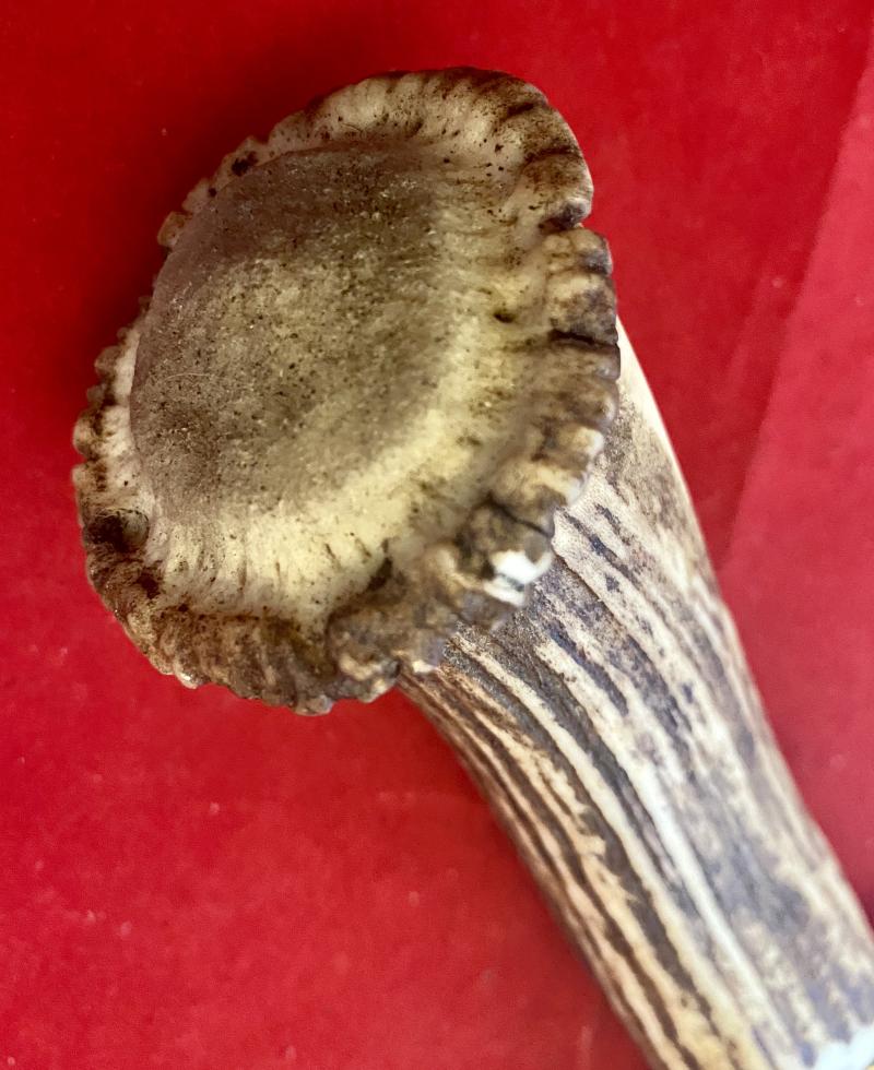 Impressive Bowie Knife with Mint 7.4” Steel Blade and Stag Antler Handle with Custom made Leather Sheath